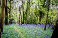 Bluebells and wild garlic in Rossmore Forest Park - May 2017 (9)